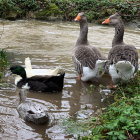 Vibrantly colored ducks in lush green landscape by water's edge