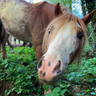 Brown and White Horse with Blonde Mane in Sunny Field