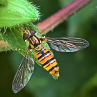 Colorful Bird-Like Creature with Butterfly Wings on Twig