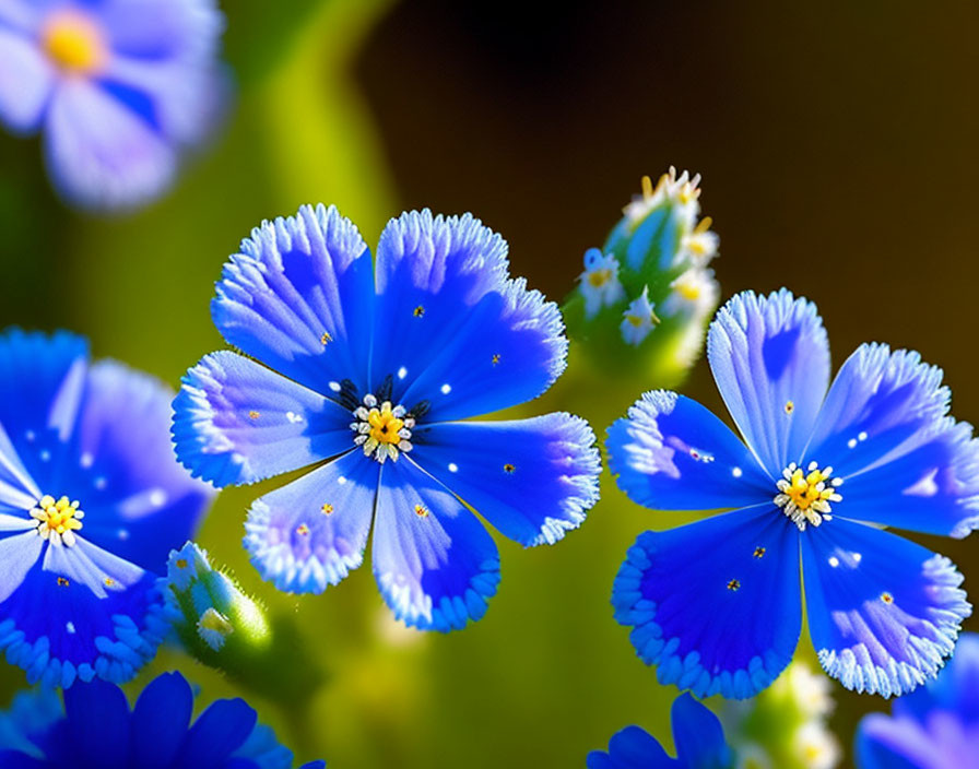 Vibrant blue flowers with fringe-like petals on blurred green backdrop