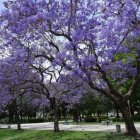 Blooming purple wisteria trees on a vibrant street with shadows, fence, and cars