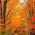 Golden-leaved trees on vibrant autumn forest path with sunbeams.