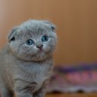 Grey Striped Kitten with Big Blue Eyes on Brown Background