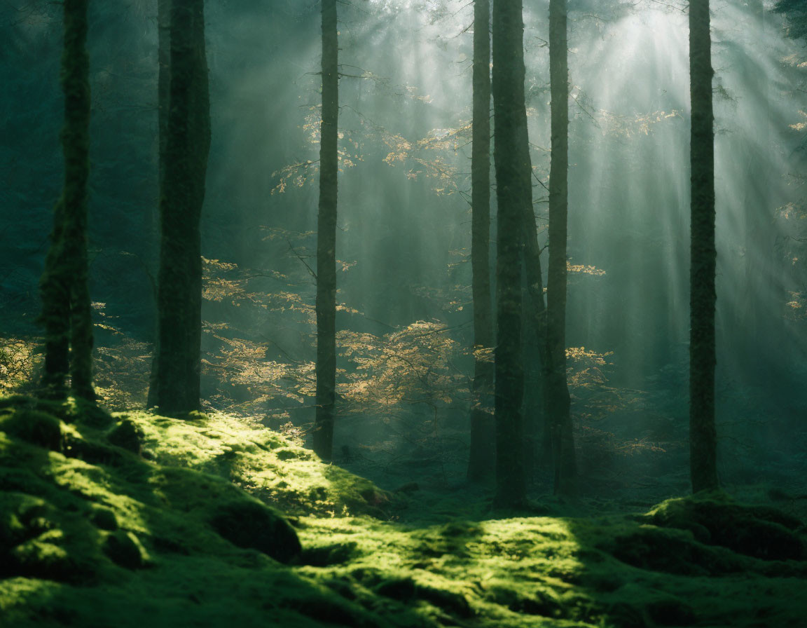 Misty forest with sunbeams illuminating green moss and leaves