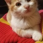 Brown and White Cat with Blue Eyes on Colorful Glittery Fabric