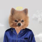 Anthropomorphic Pomeranian in blue shirt under cloudy sky