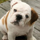 Fluffy White and Light Brown Puppy with Big Eyes on Patterned Floor