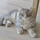 White Dog with Golden Jewelry Sitting on Wooden Floor Near Chair