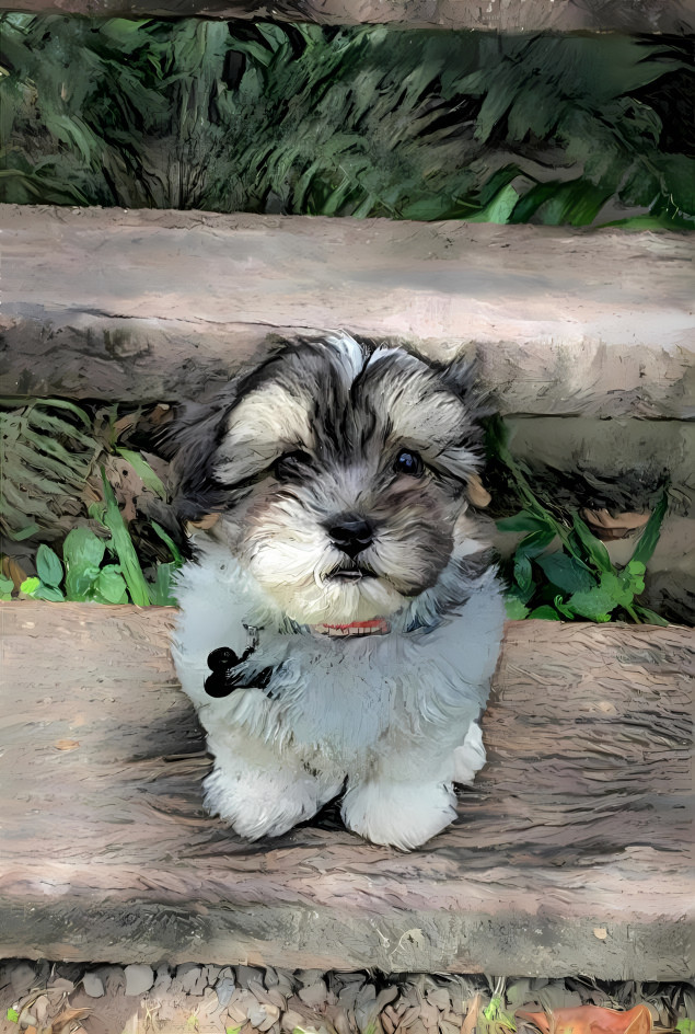 Patch sitting on the bottom step