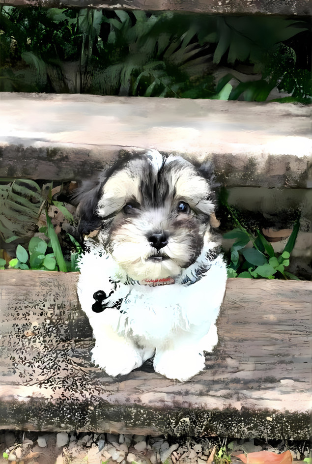 Patch sitting on the bottom step