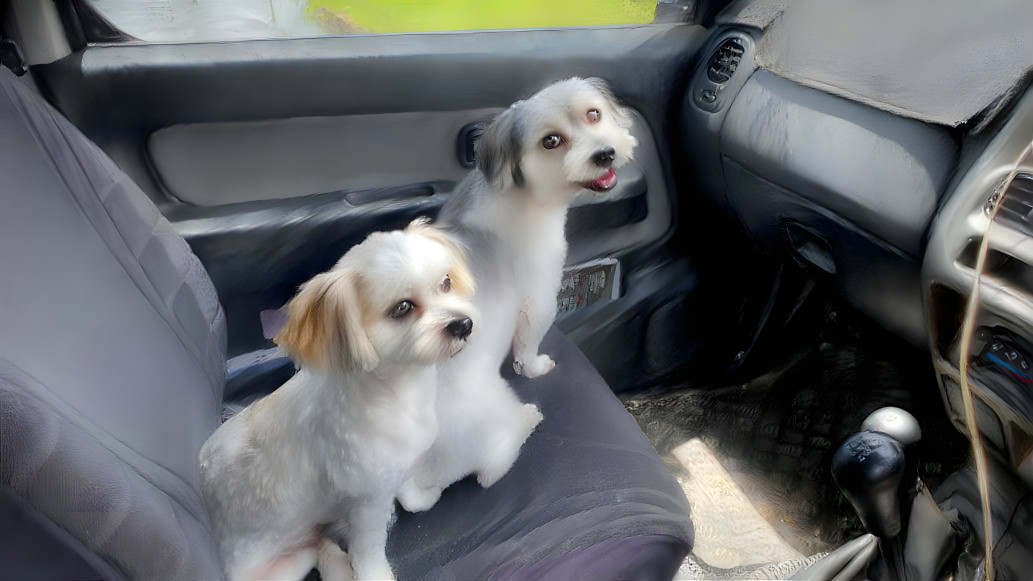 Nahla and Patch going for a Drive