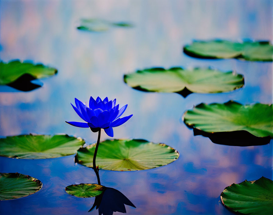 Blue Water Lily Among Green Lily Pads on Calm Water Surface