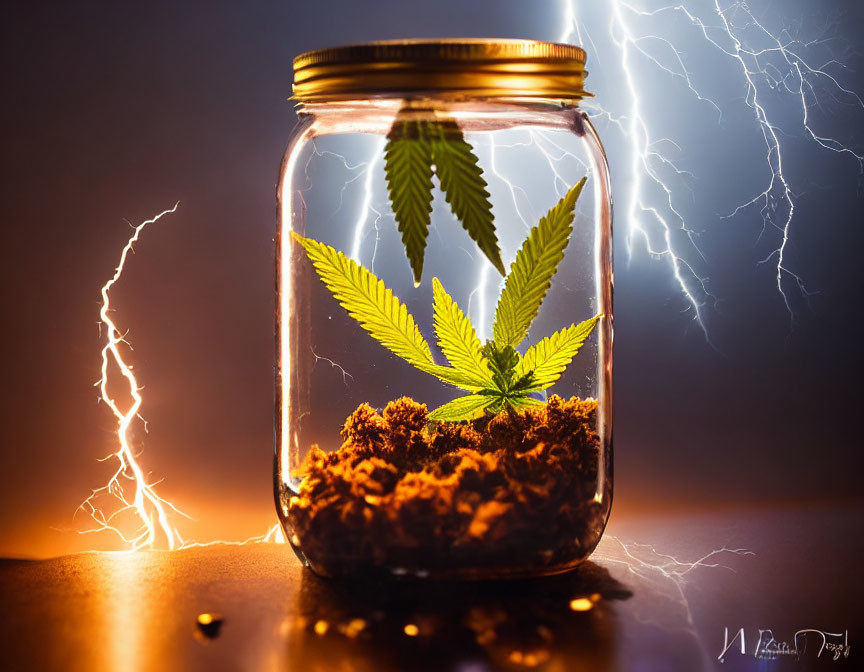 Glass jar with dried cannabis buds and leaf under artificial lightning