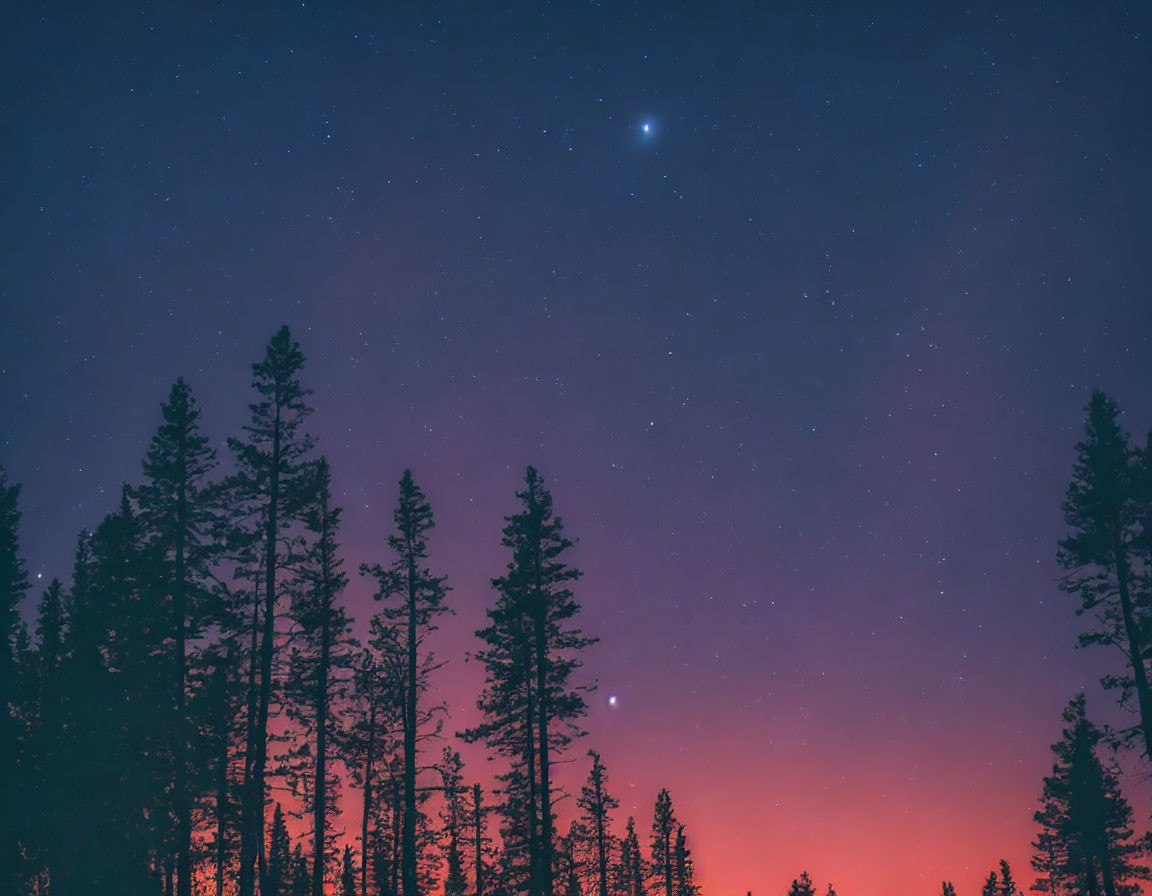 Gradient starry night sky over silhouette pine trees