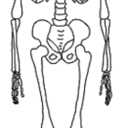 Skull with sunglasses on human skeleton portrait.