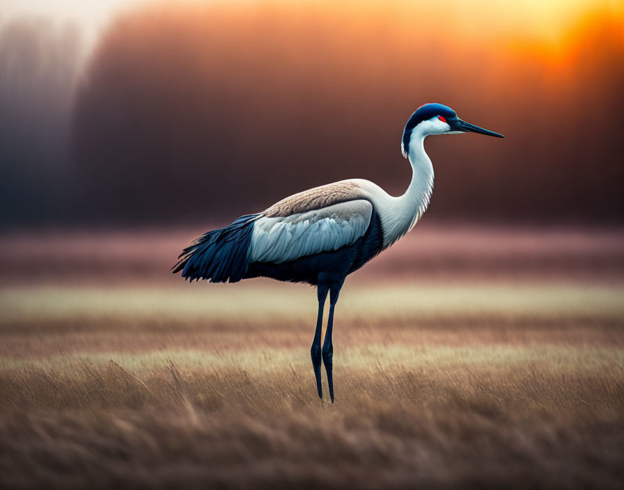 Majestic crane in field at sunset with elegant plumage