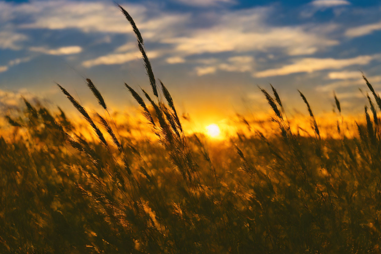 Vibrant golden sunset over tall grass field with cloudy sky