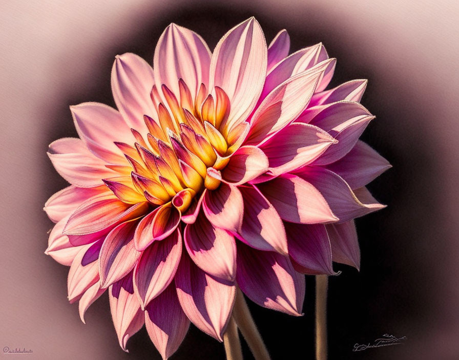 Close-up vibrant dahlia with pink and white petals on soft-focus background