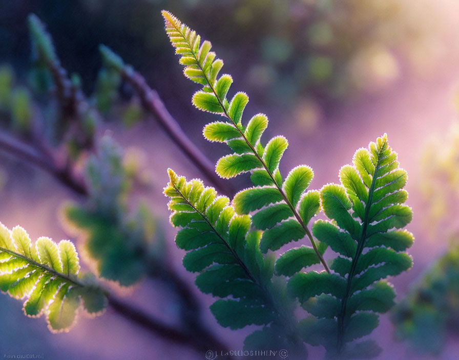 Green fern leaves in soft sunlight against blurred background.