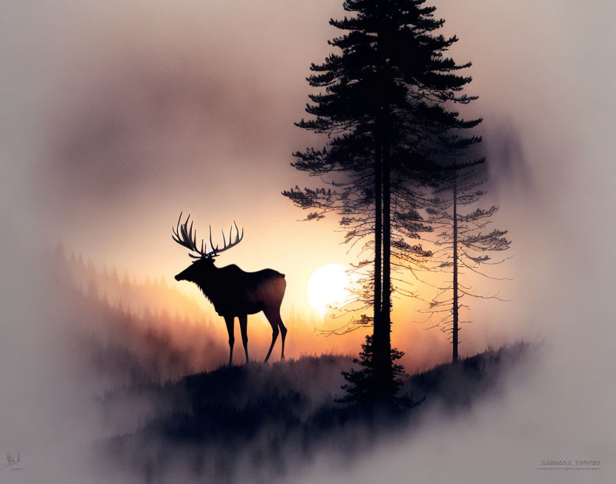 Elk Silhouette and Pine Trees in Misty Sunset Sky