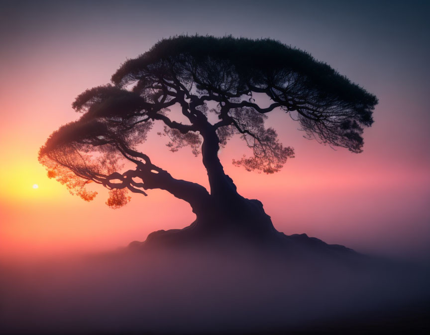 Twisted branches of solitary tree in misty sunset scene