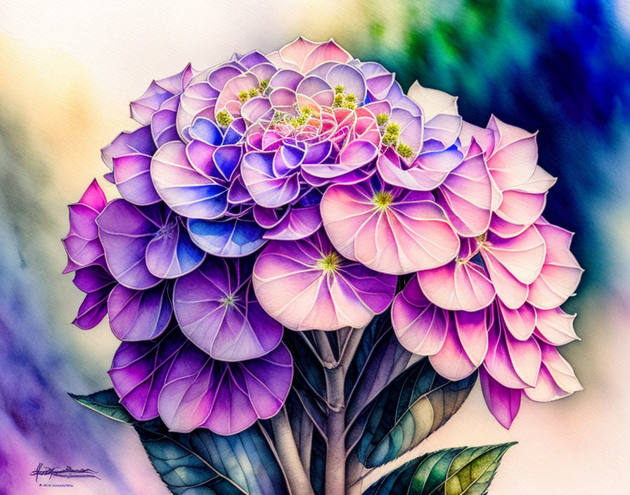 Colorful Hydrangea Flower Watercolor Painting in Purple, Blue, and Pink