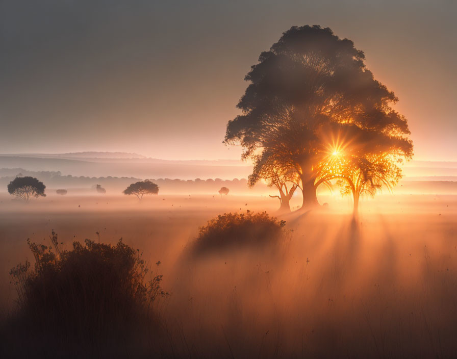 Misty savanna sunrise with silhouette trees and golden haze