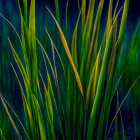 Tranquil blue water reflecting tall green grasses with golden tips