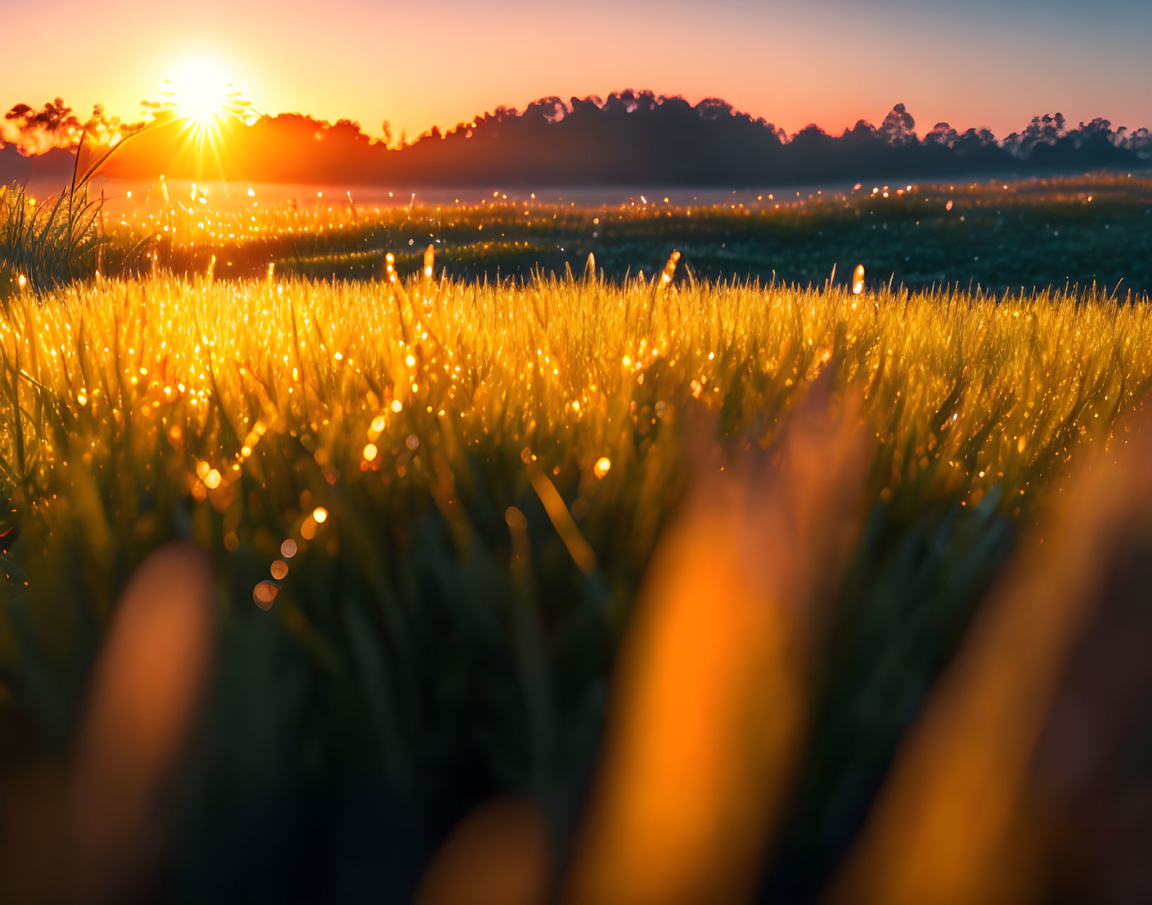 Sunrise illuminates dew-covered field with warm light and bokeh effect.