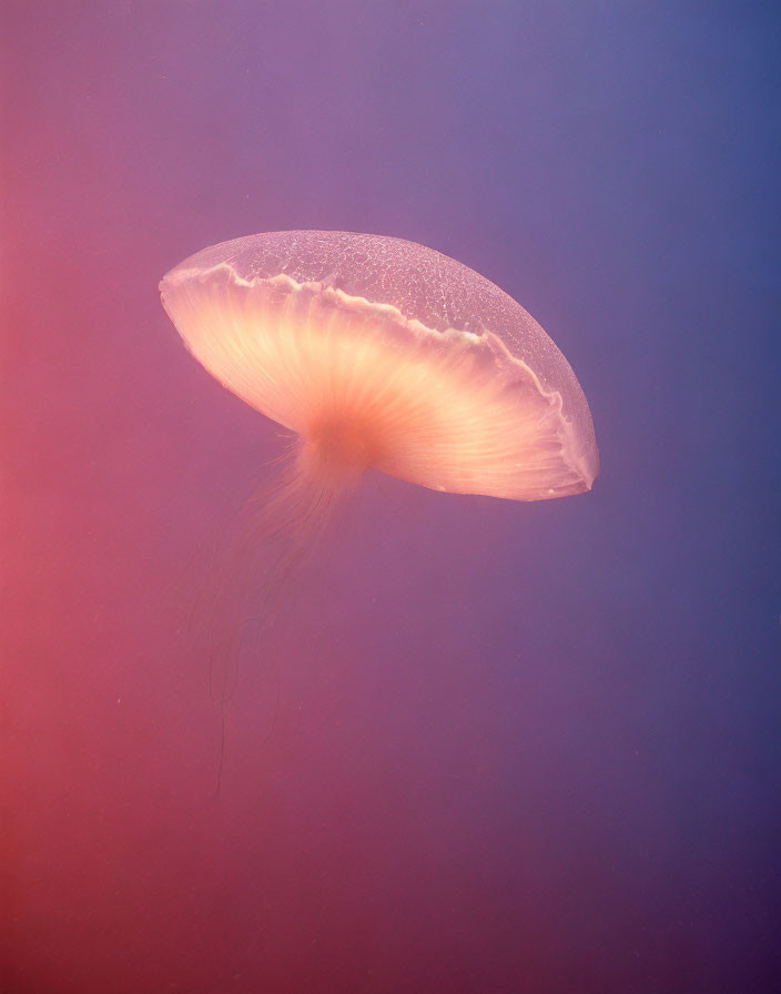 Translucent jellyfish swimming in purple-pink waters