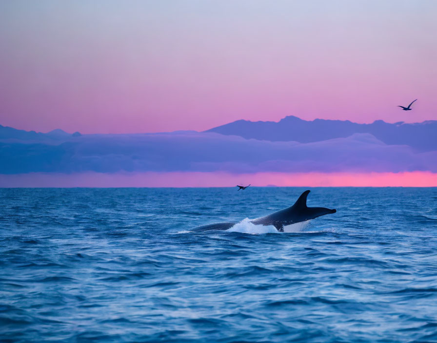 Orca swimming in ocean with pink and blue sunset, mountains, bird