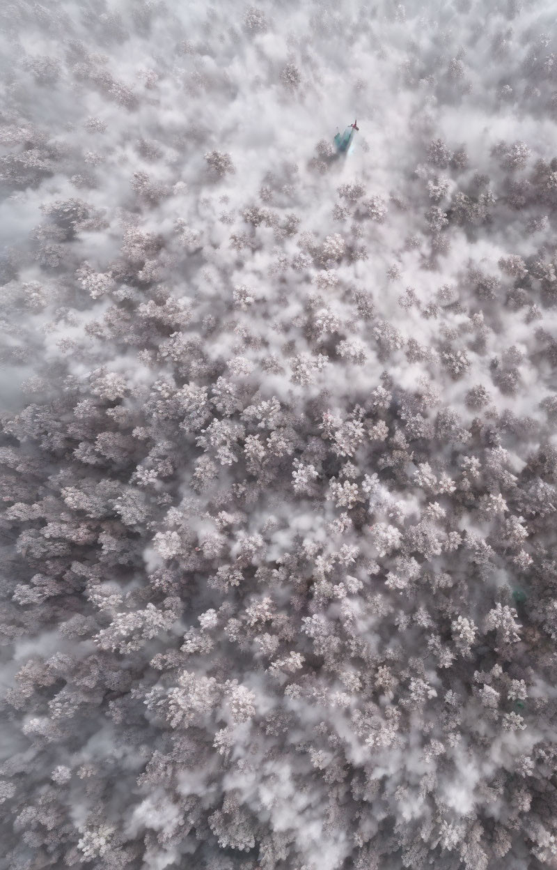 Person walking in misty cherry blossom forest aerial view