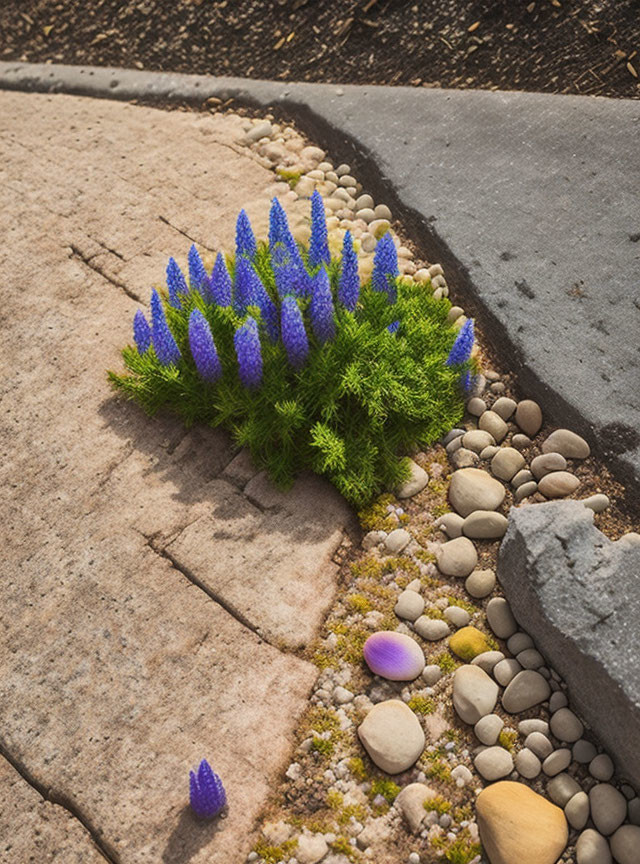 Blue-purple cone-shaped flowers on vibrant green shrub in a pebble pathway