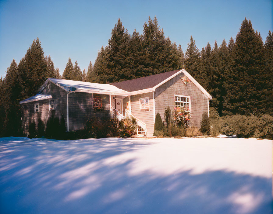 Snowy Landscape with Gray House and Evergreen Trees