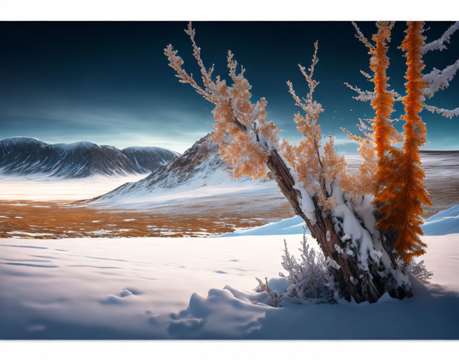 Snowy landscape: Frost-covered tree on rolling hills