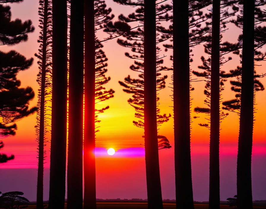 Vibrant orange and purple sunset through pine tree silhouettes