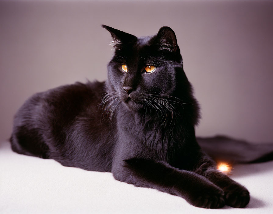 Black Cat with Luminous Eyes Resting Against Neutral Background