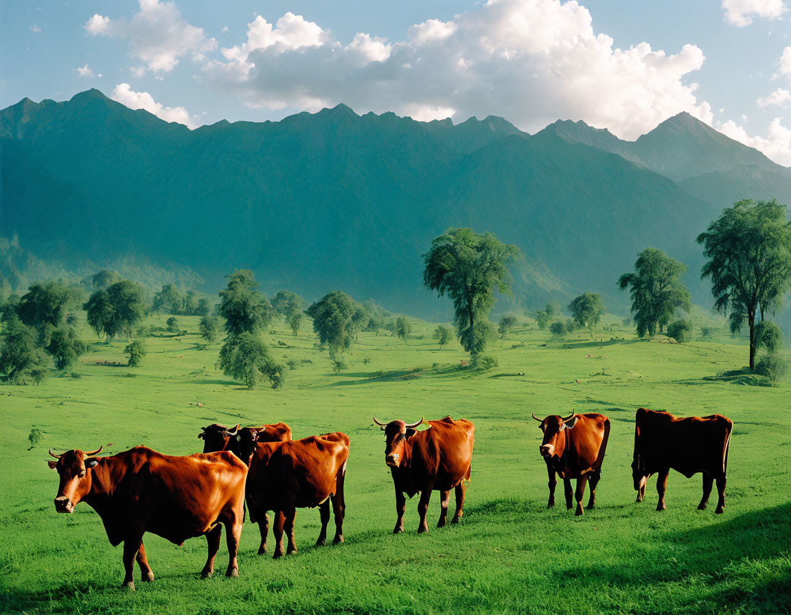 Cattle grazing in lush field with mountains in background