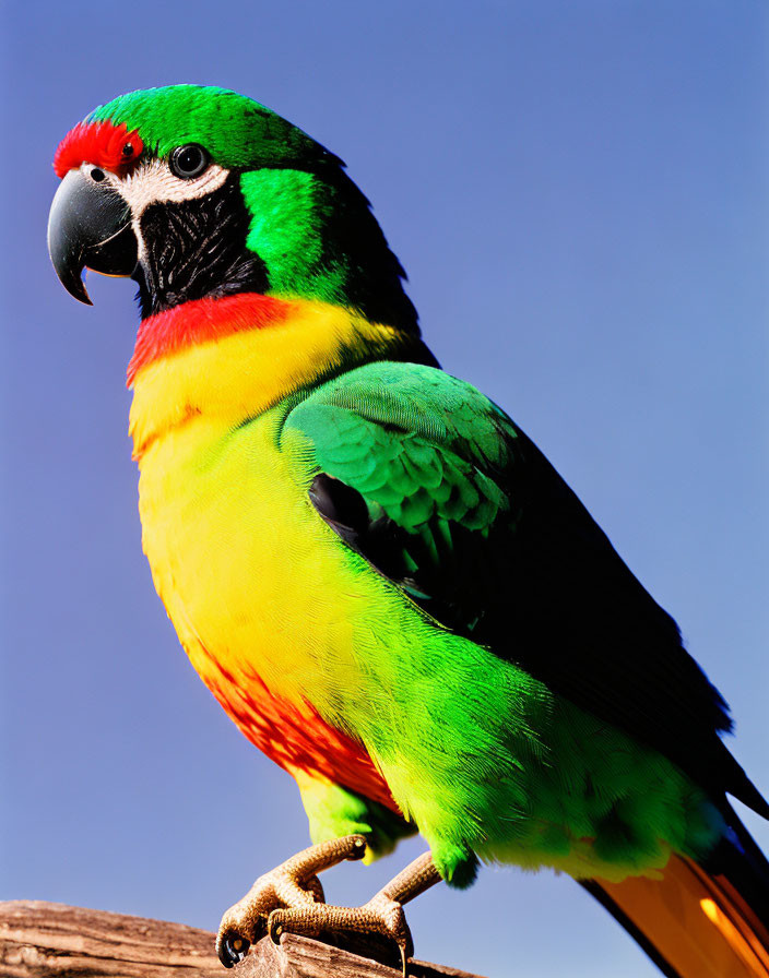 Colorful Parrot Perched on Wooden Stand Against Blue Sky