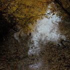 Medieval archer aiming arrow in autumn forest with fallen leaves.