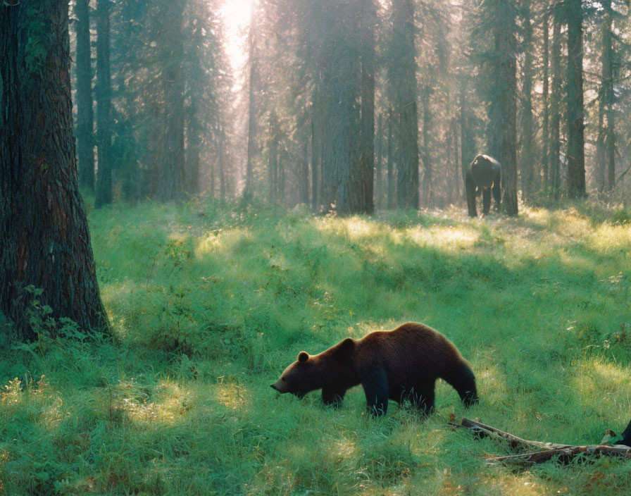 Bear in sunlit forest clearing with tall trees and deer.