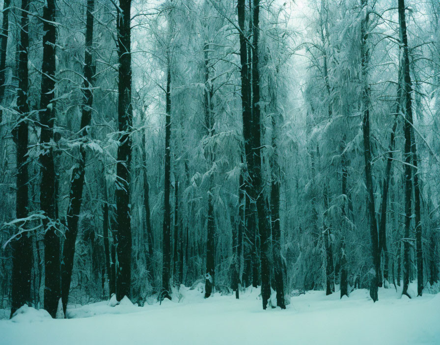 Snowy Forest Landscape with Snow-Covered Trees