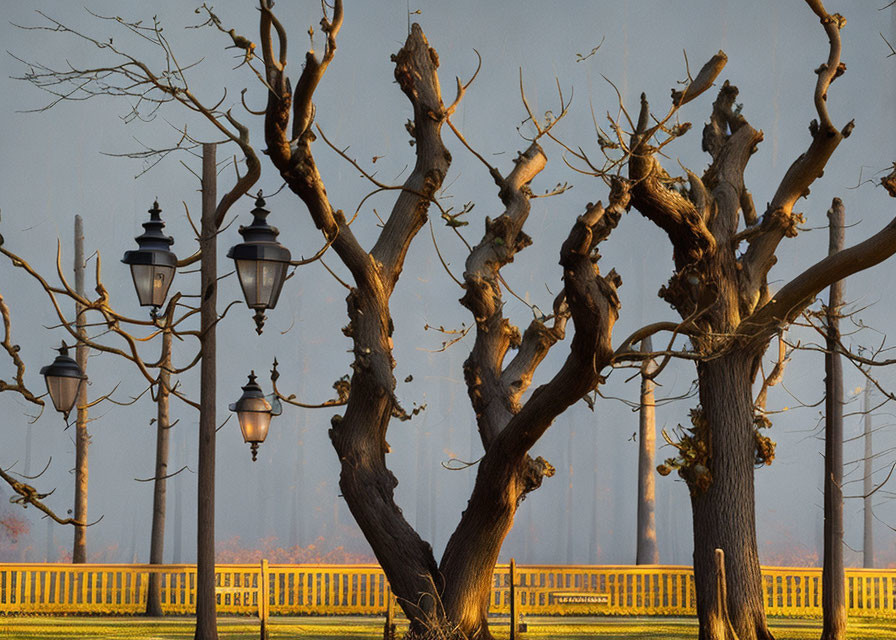 Gnarled trees and street lamps in golden light against a blue background