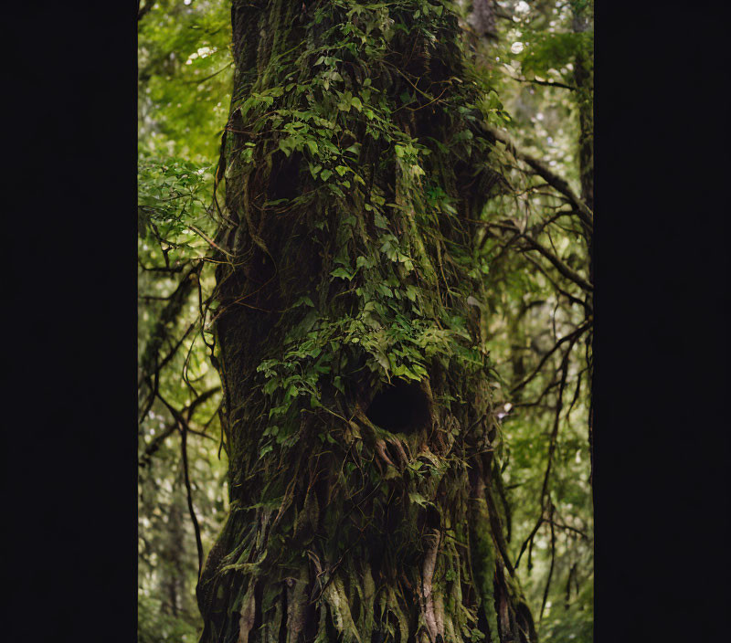 Large tree trunk covered in moss and ivy in dark forest