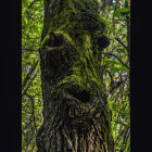 Tree with Human-Like Features in Green Forest