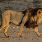 Regal women, lion with crown, fantasy castle backdrop