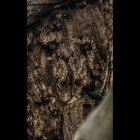 Person's Face Covered in Vibrant Flowers and Plants on Dark Background