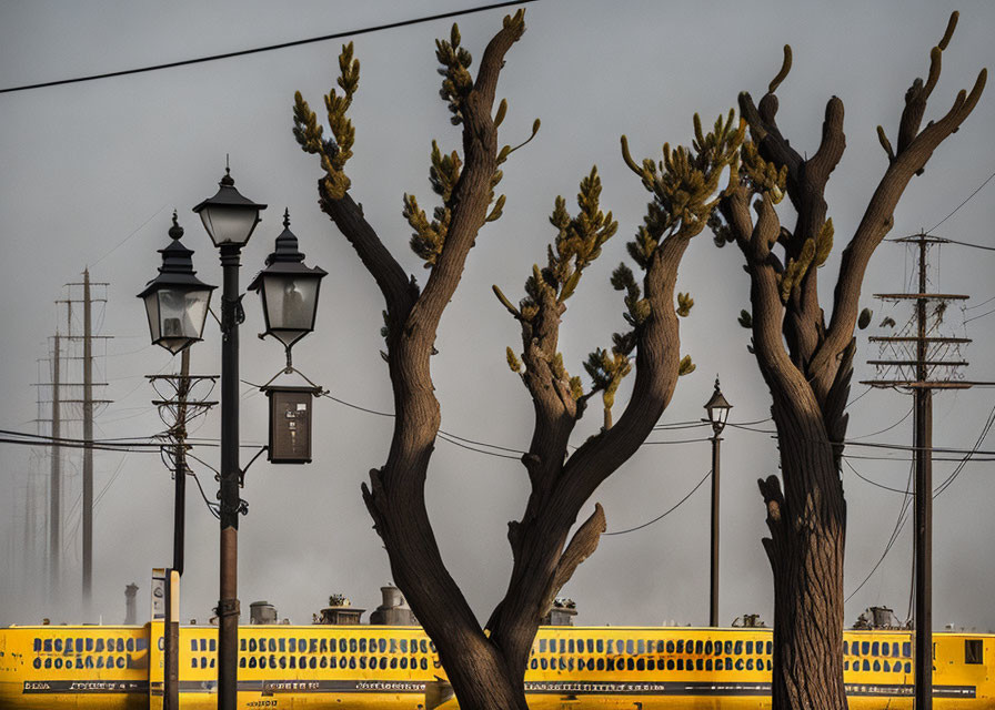 Silhouetted trees and street lamps with passing train in misty setting