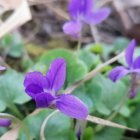 Purple Flowers Watercolor Painting with Green Leaves and Diagonal Paintbrush