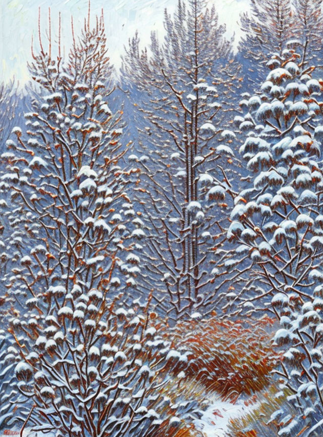 Snowy Evergreen Trees in Winter Forest Landscape